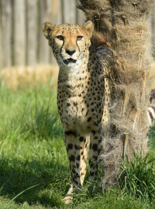 beautiful-cheetah-in-a-park-picture-id1391477563