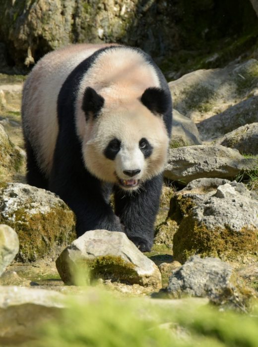 beautiful-panda-in-the-nature-picture-id1389097620 beautiful-panda-in-the-nature-picture-id1389097620